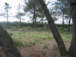 Derrière les arbres